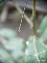 Chalcolestes parvidens