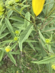 Helianthus grosseserratus