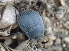 Eusattus reticulatus