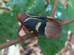 Scamandra daphne