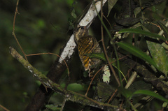 Dryobates spilogaster