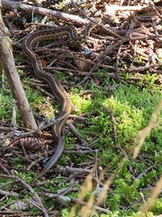 Thamnophis sirtalis pallidulus