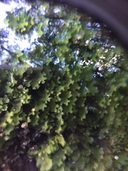 Apopellia endiviifolia