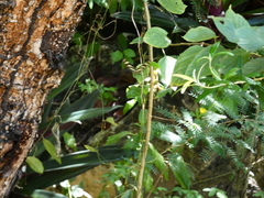 Heliconius charithonia