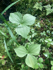 Trillium
