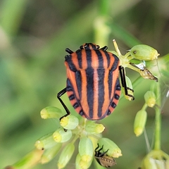 Graphosoma italicum