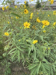 Helianthus grosseserratus