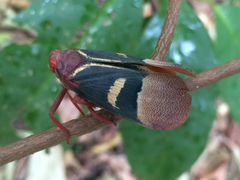Scamandra daphne