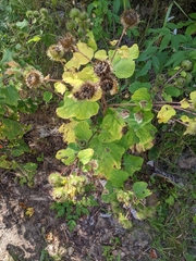 Arctium lappa