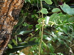 Heliconius charithonia