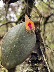 Lepanthes