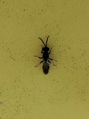 Tiphiinae