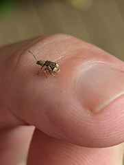 Pseudoedophrys hilleri