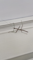 Diapheromera femorata