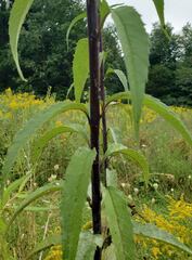 Helianthus grosseserratus