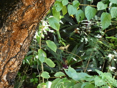 Heliconius charithonia