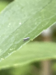 Lepidocyrtus paradoxus