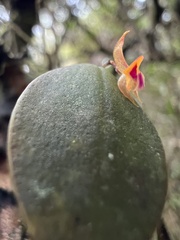 Lepanthes