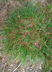 Carex ericetorum