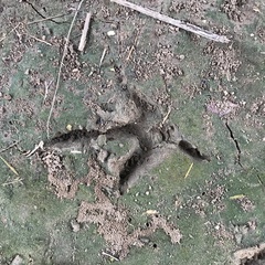 Cathartiformes