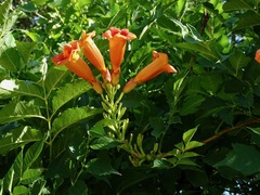 Campsis radicans