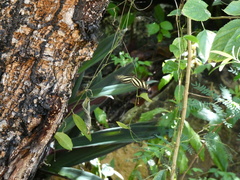 Heliconius charithonia