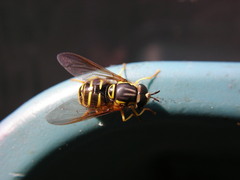 Chrysotoxum
