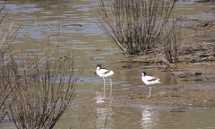 Recurvirostra avosetta