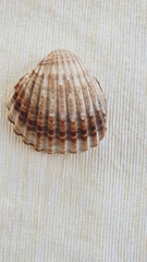 Acanthocardia tuberculata