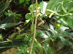 Heliconius charithonia