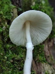 Leucoagaricus sericifer