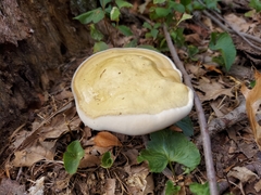 Ganoderma curtisii