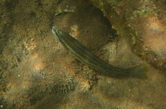 Symphodus tinca