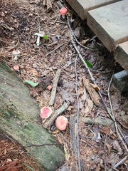 Russula emetica