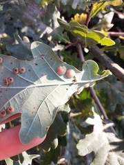 Neuroterus anthracinus