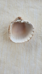 Acanthocardia tuberculata