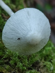 Leucoagaricus sericifer
