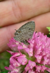 Leptotes pirithous pirithous
