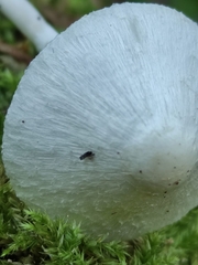 Leucoagaricus sericifer