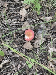 Russula sanguinea