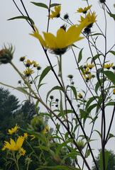 Helianthus grosseserratus