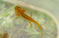 Lissotriton
