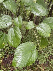 Morus rubra