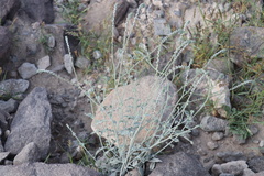 Heliotropium calcareum