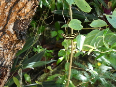 Heliconius charithonia