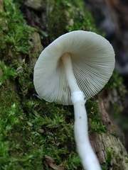 Leucoagaricus sericifer