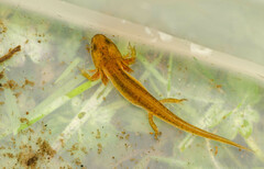 Lissotriton