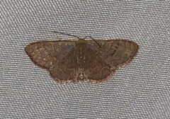 Leptostales pannaria