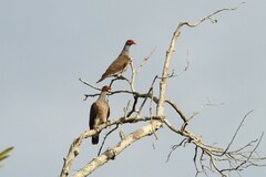Patagioenas speciosa