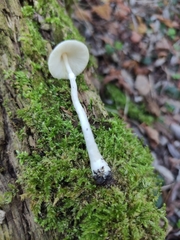 Leucoagaricus sericifer